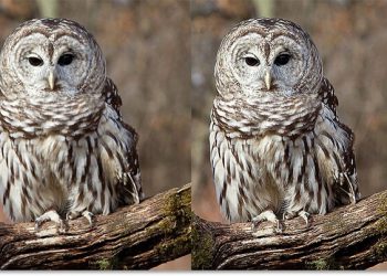 sử dụng High Pass