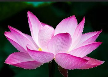 cắt ảnh tách biệt nền 2