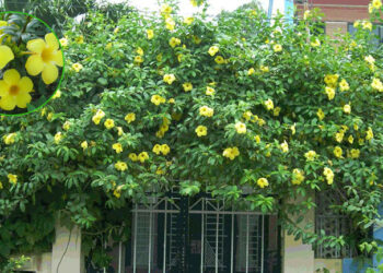 Cây hoa hoàng thảo