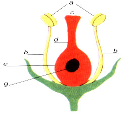 đề cương khoa học lớp 5-2