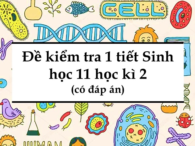 đề kiểm tra 1 tiết sinh học 11 học kì 2